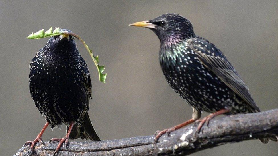 ;STARLINGS