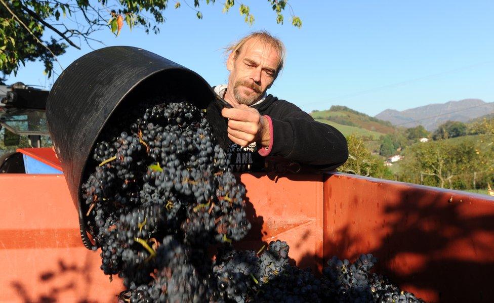 A man unloads a bucket full of grapes into a truck as grapes are harvested at the vineyard of wine maker Olivier Martin in Irouleguy on 28 September 2015