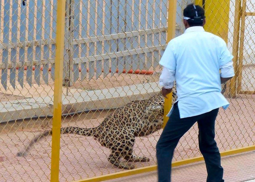 Leopard in school