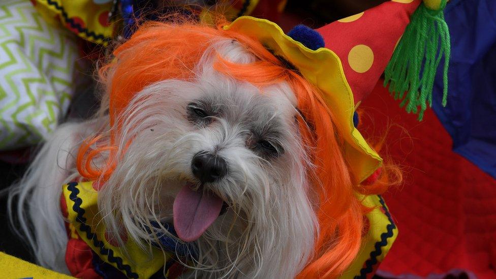 Dog dressed in costume