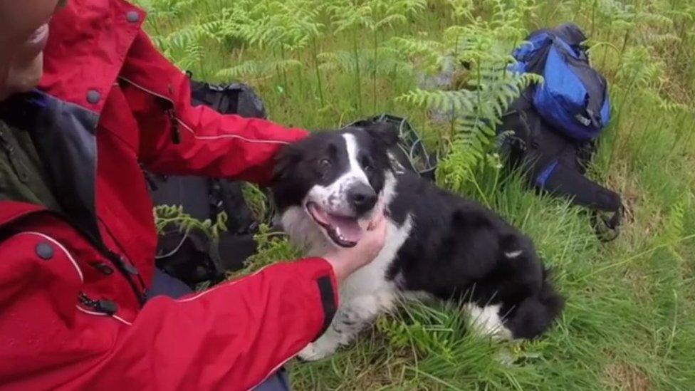 The dog rescued after a fall