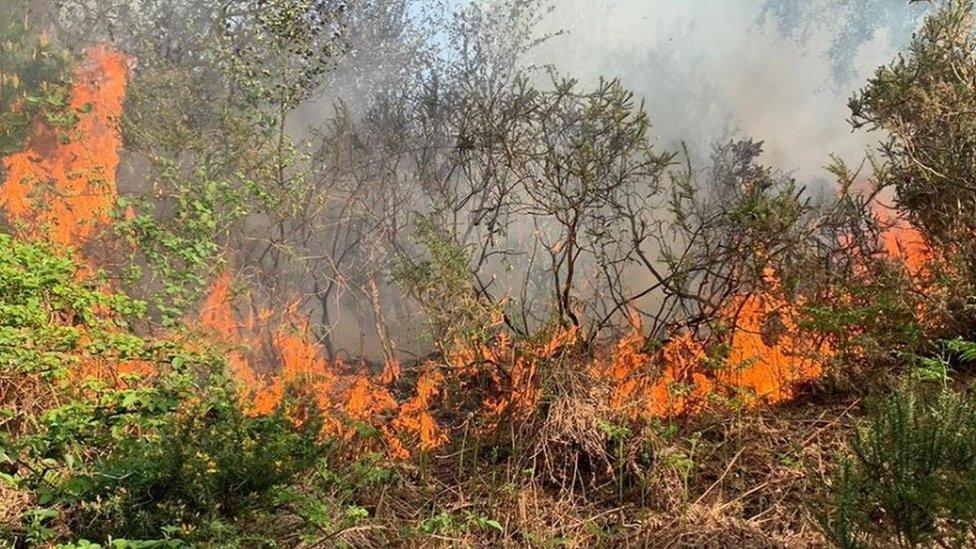 Puddletown Forest fire