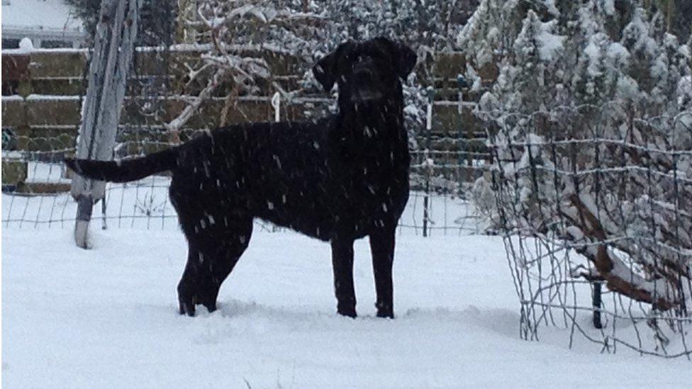 Dog in snow