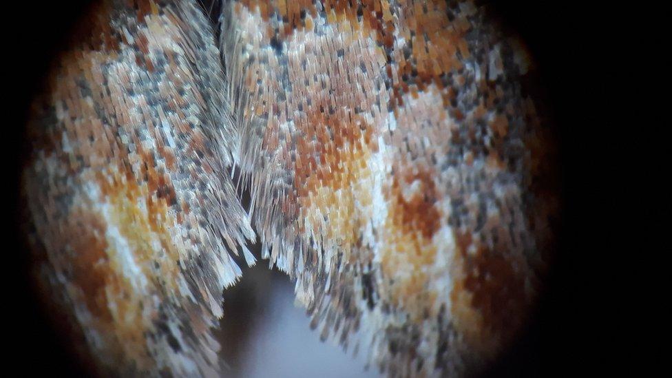 Moth wing under microscope