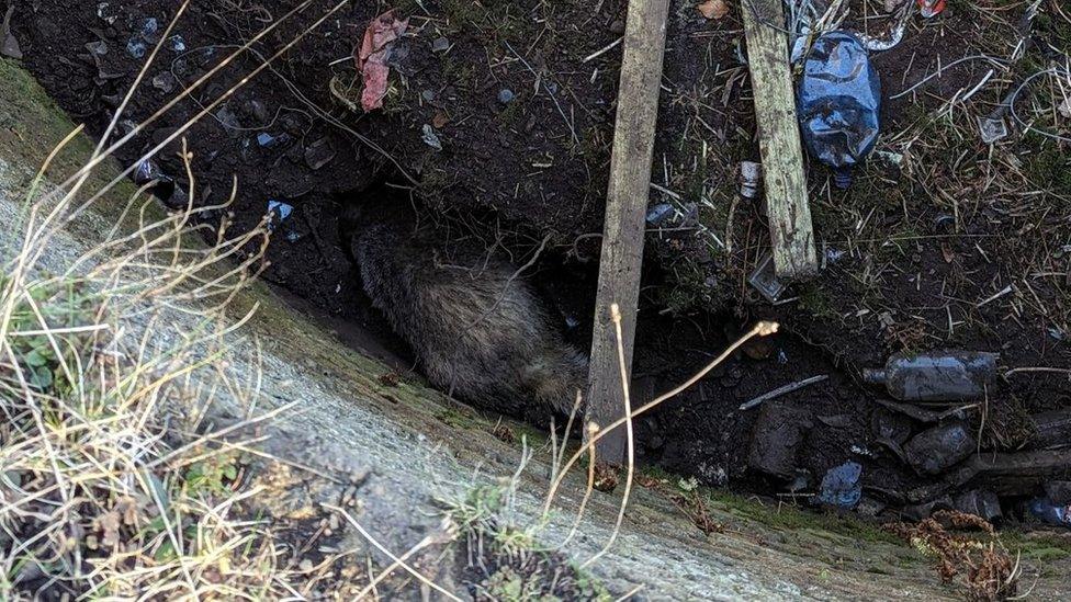 Looking down on badger as it tries to dig a tunnel