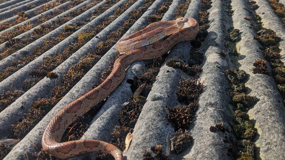 Agnus the corn snake found on the roof