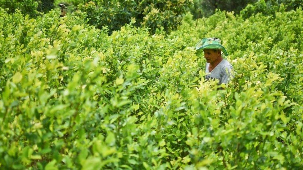 coca grower, works in his coca field in a rural area of Policarpa, department of Narino, Colombia, on January 15, 2017