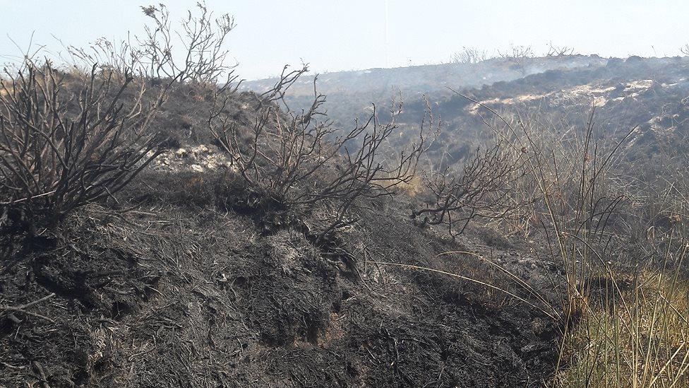 burned moorland