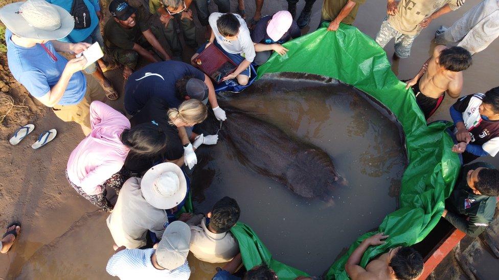 The 300kg freshwater stingray