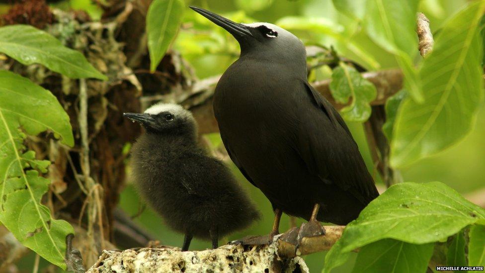 noddy tern and chick