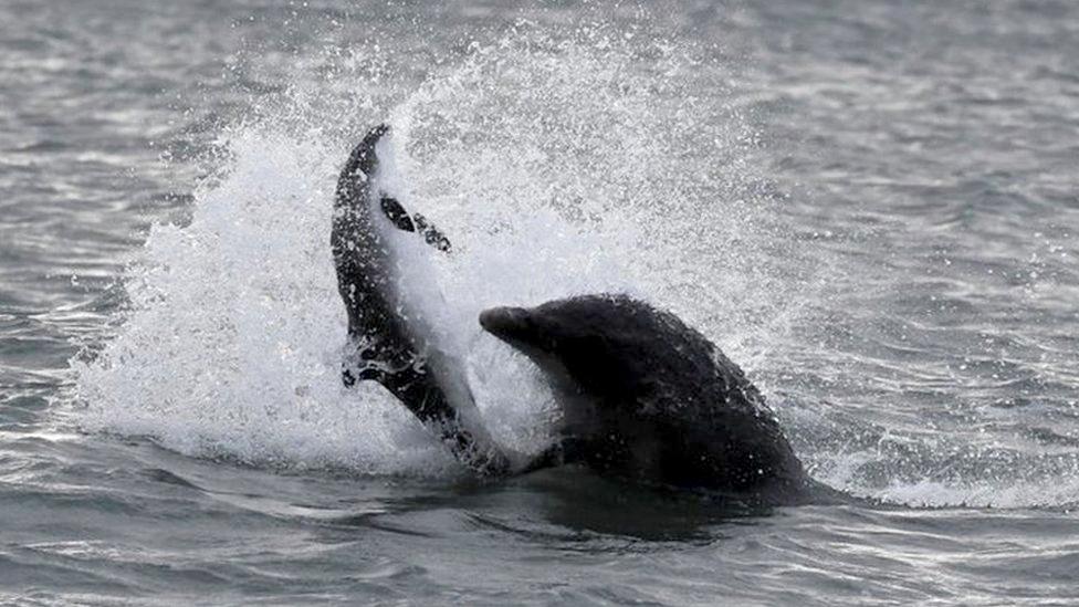 porpoise being killed