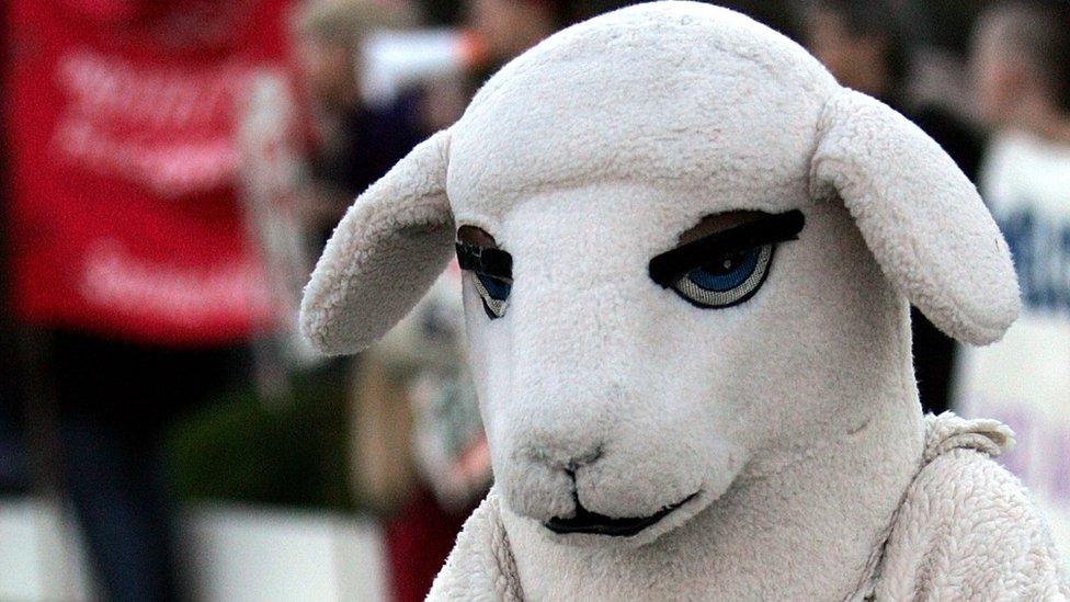 An animal rights activist dressed in a sheep costume