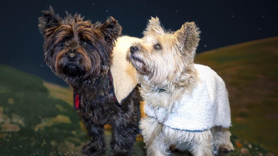 Two dogs dressed as sheep in the dogtivity