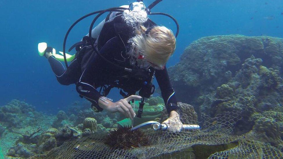 Researcher Lisa Bostrom-Einarsson injecting vinegar into crown-of-thorns starfish in the Great Barrier Reef.