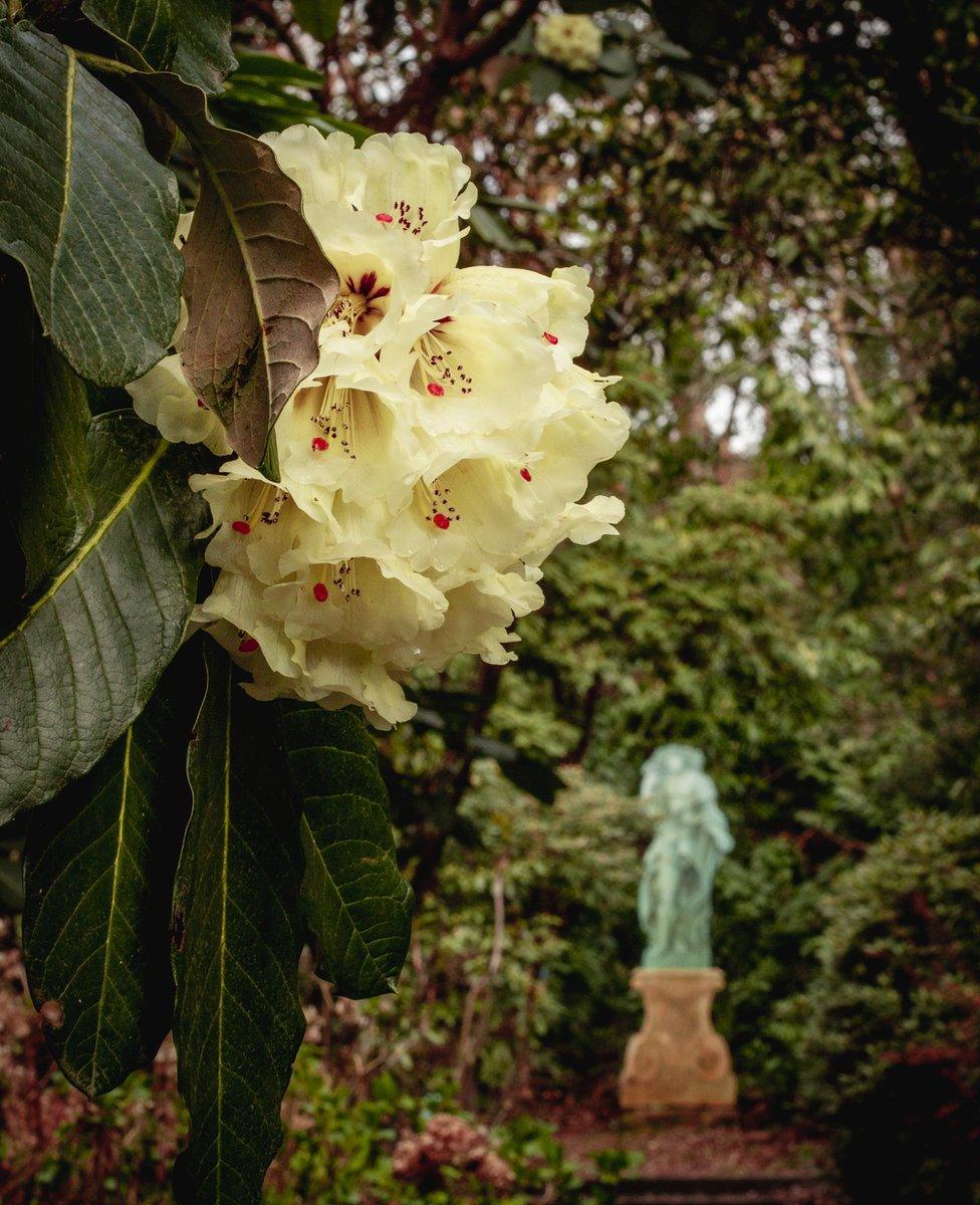 rhododendron