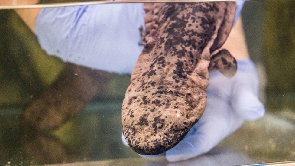 Salamander at zoo