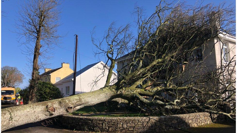 Tree falls near house in Republic of Ireland during Storm Eunice