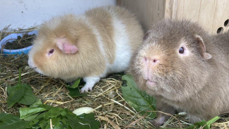 Guinea pigs