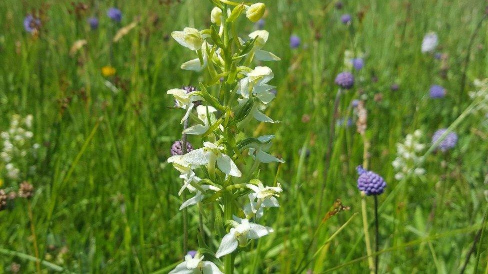 Greater Butterfly Orchid