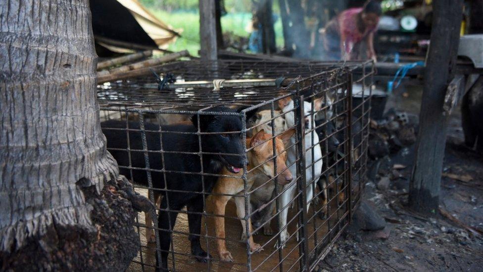 Dogs are kept in a cage as a woman boils water at a slaughterhouse in Siem Reap province (file photo)