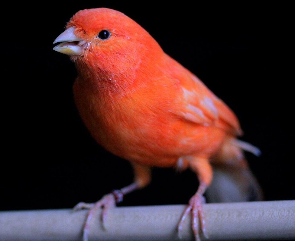 red canary