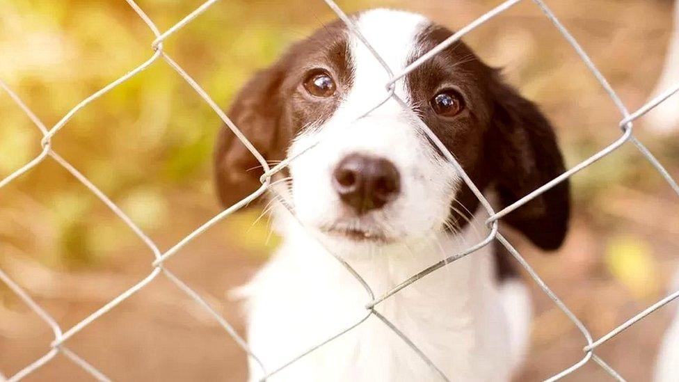 A dog behind a chain fence