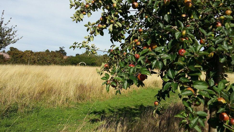 Stoke Red cider apple tree