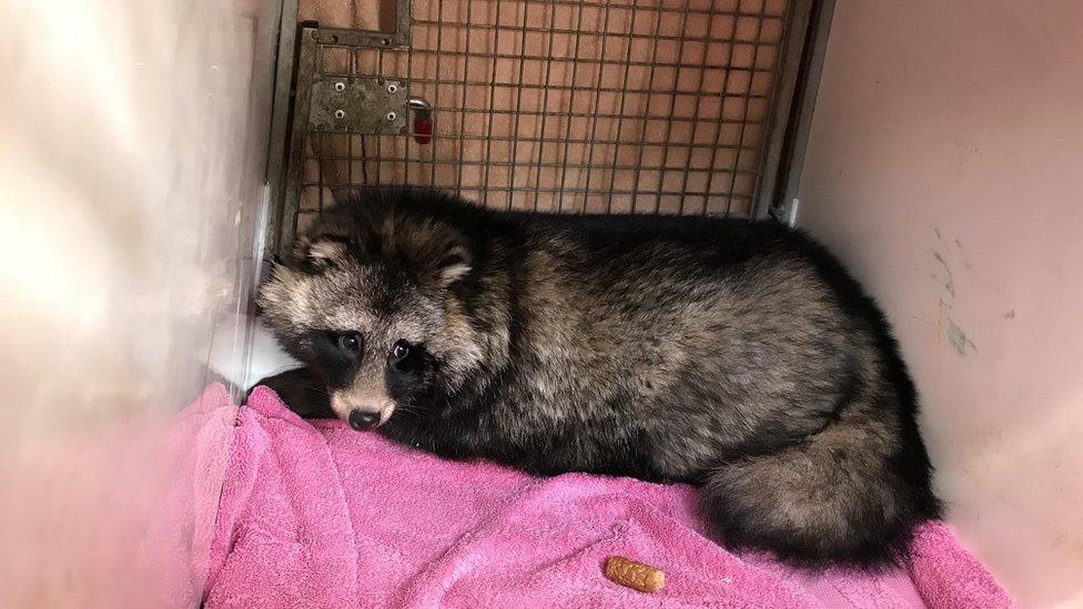 Raccoon dog in cage