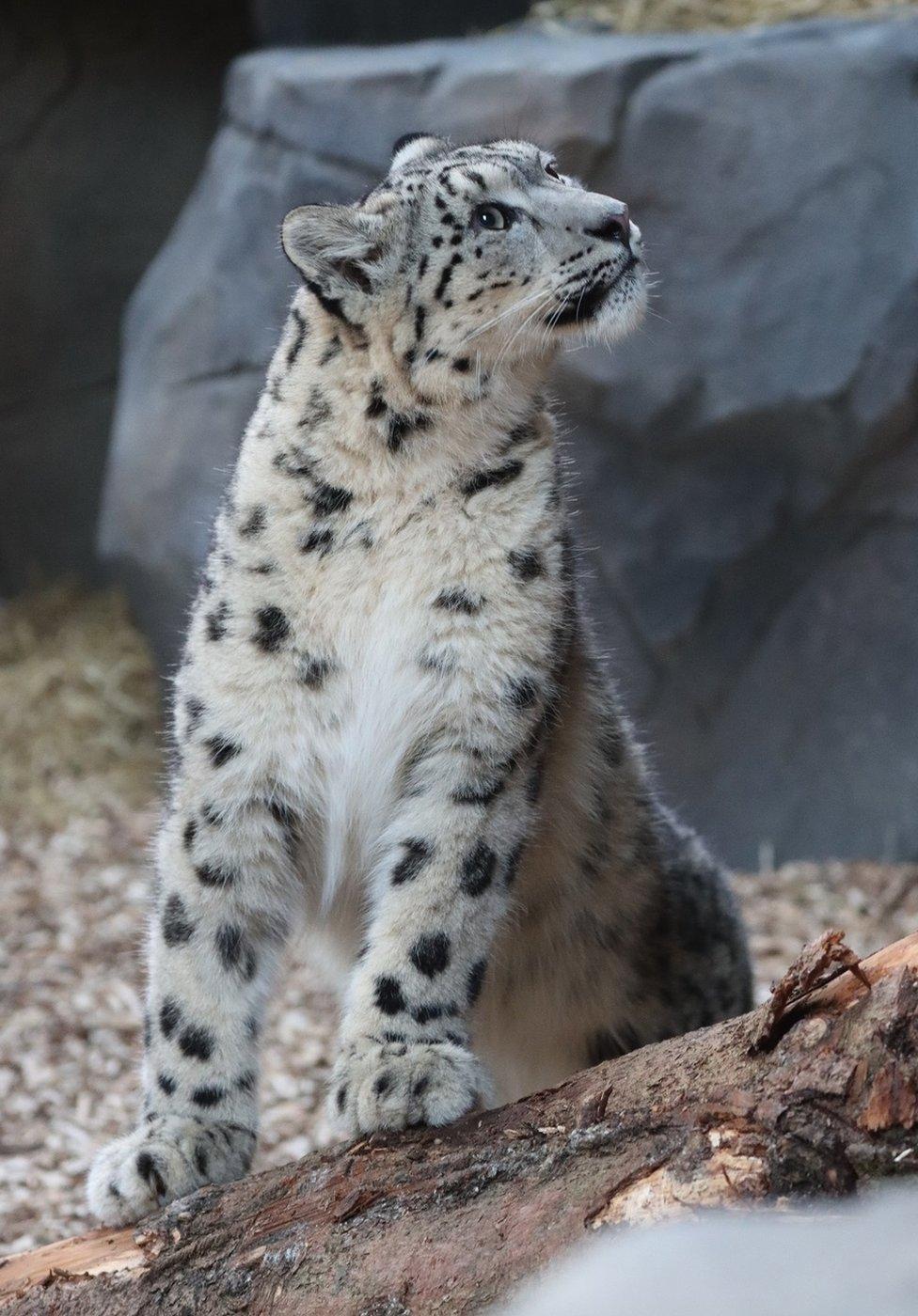 One of the two female cubs which is now homed at Northumberland Country Zoo