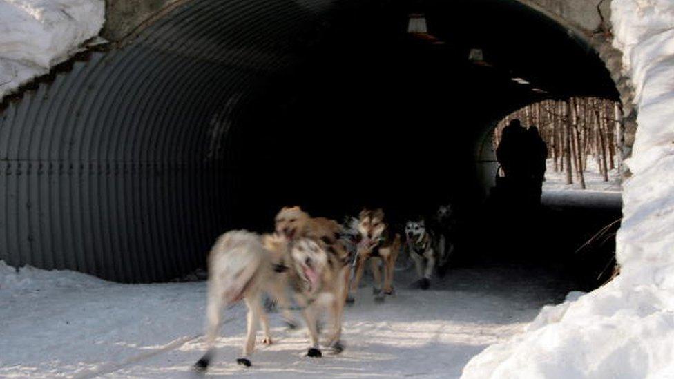 Dallas Seavey of Alaska steers his sled-dog team through a tunnel on a trail outside Anchorage (03 March 2007)