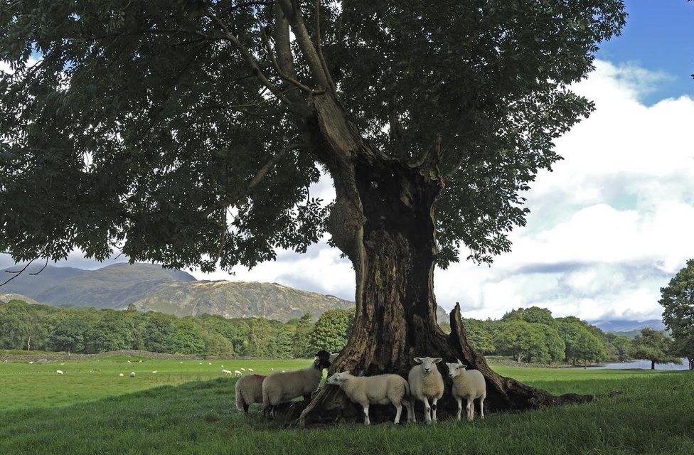 Ash tree struck by lightning beside Coniston Water