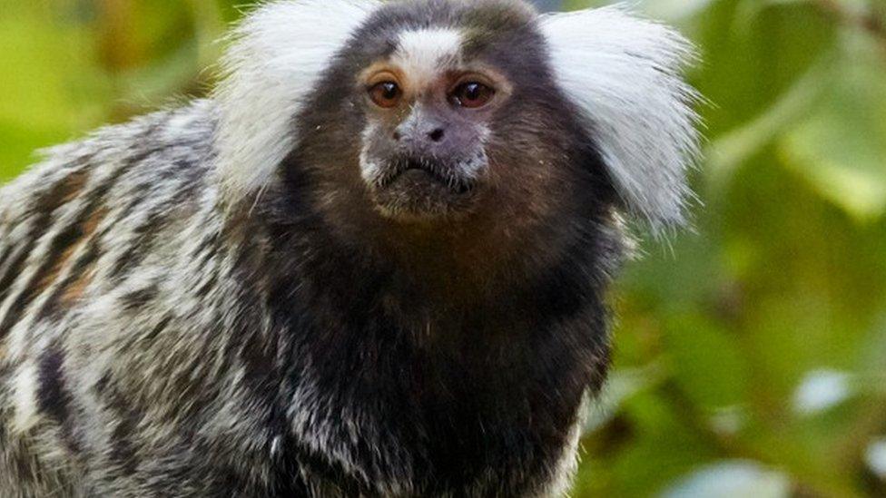 Marmoset monkey