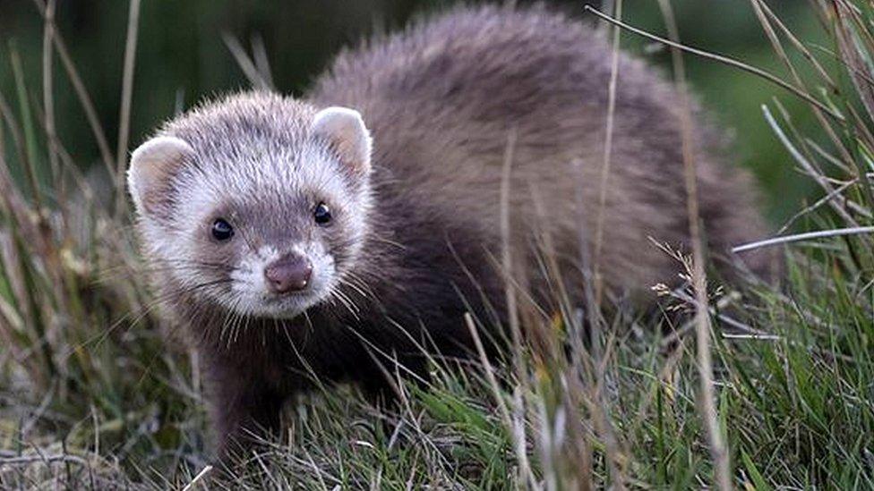 A ferret on Rathlin Island