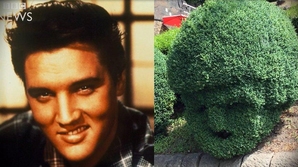 Elvis hedge