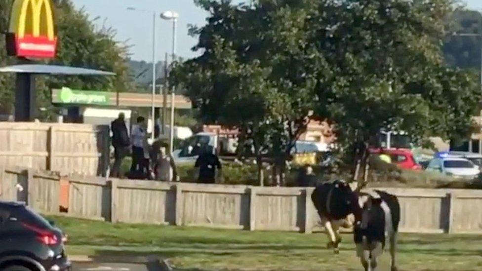 Cows on the loose in McDonald's in Mold