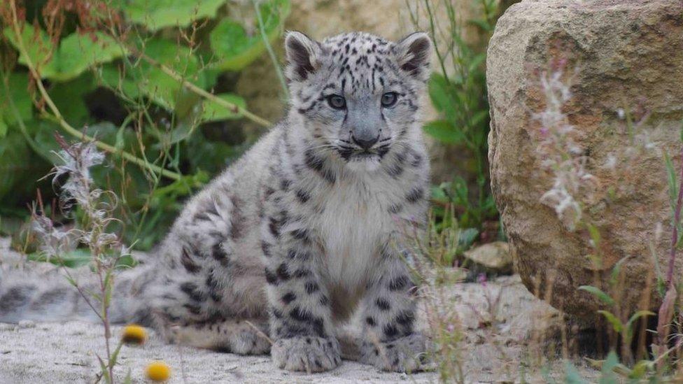 Snow leopard