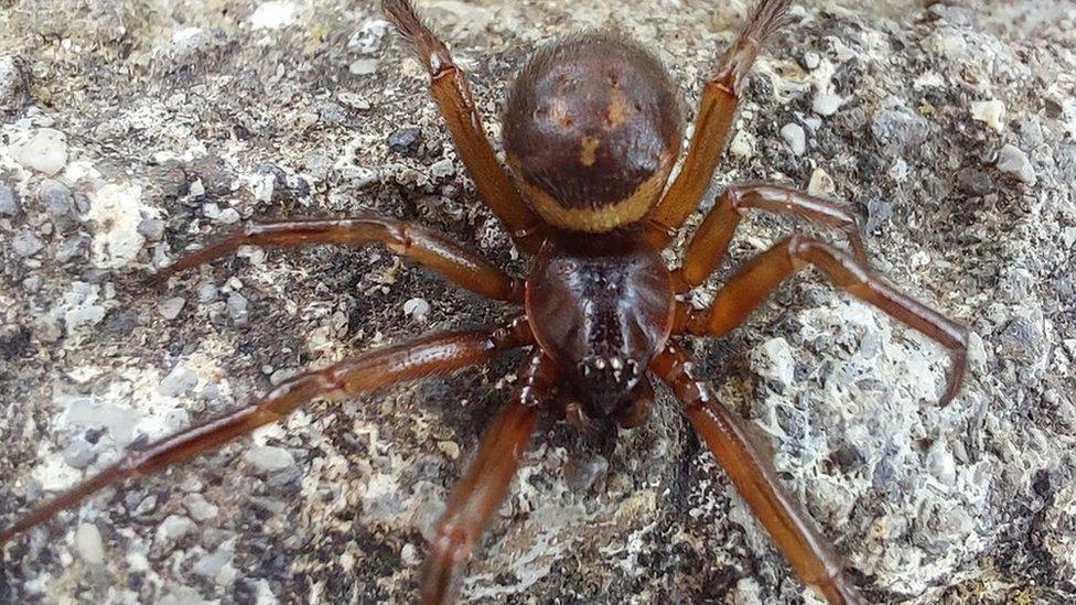 Noble False Widow