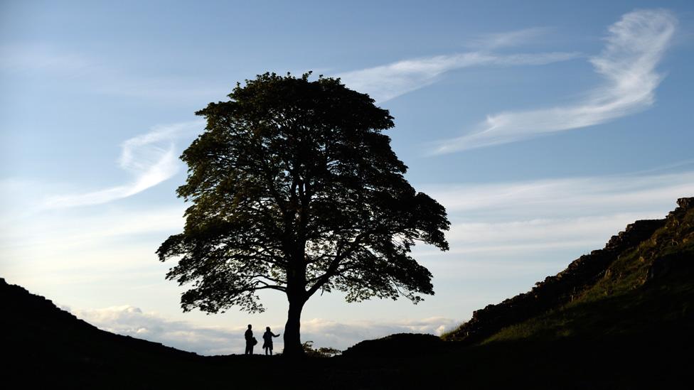 Sycamore Gap