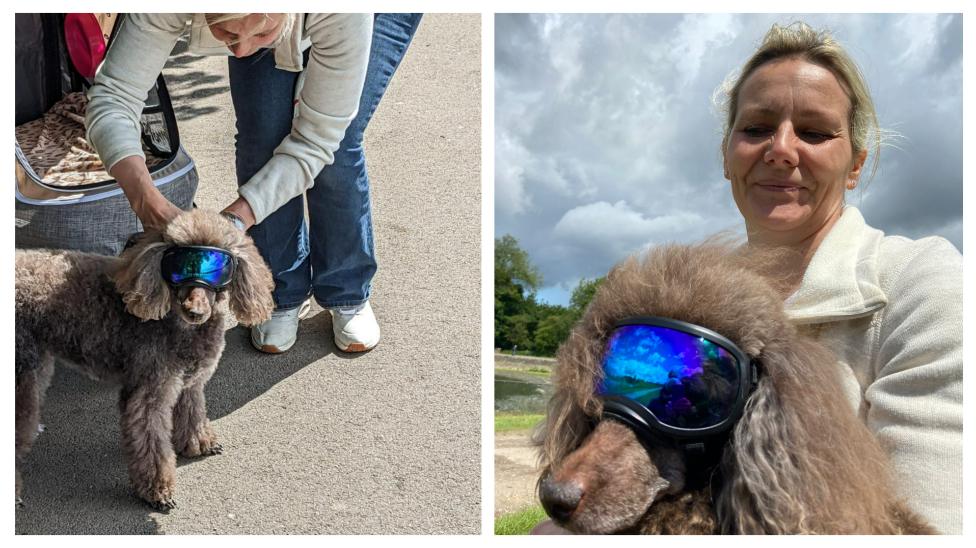 Vet advises dogs to wear sunglasses to protect their eyes BBC News