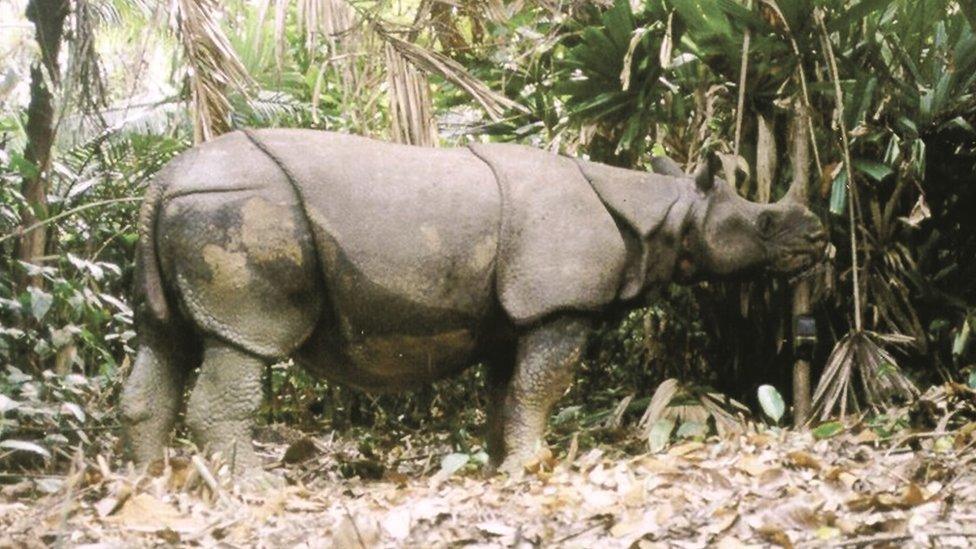 Javan rhino