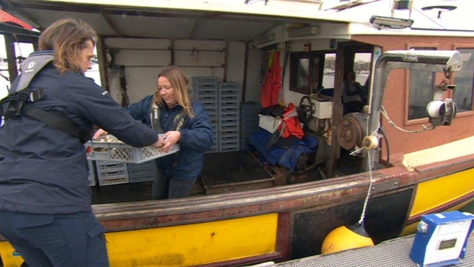 Loading boat ahead of reintroducing oysters in the Solent