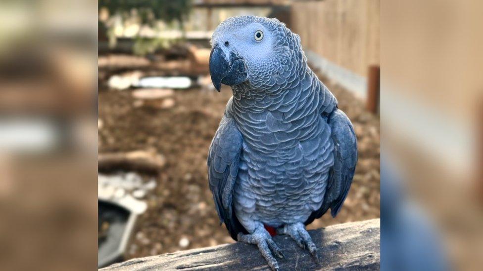 Sheila, one of the sweary parrots