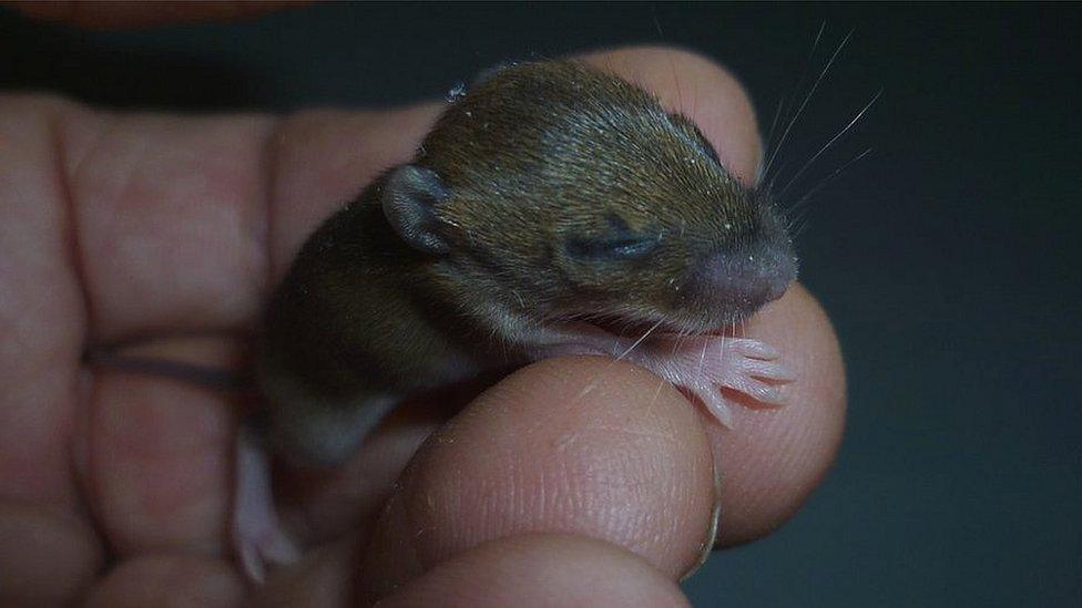 Penny in a hand