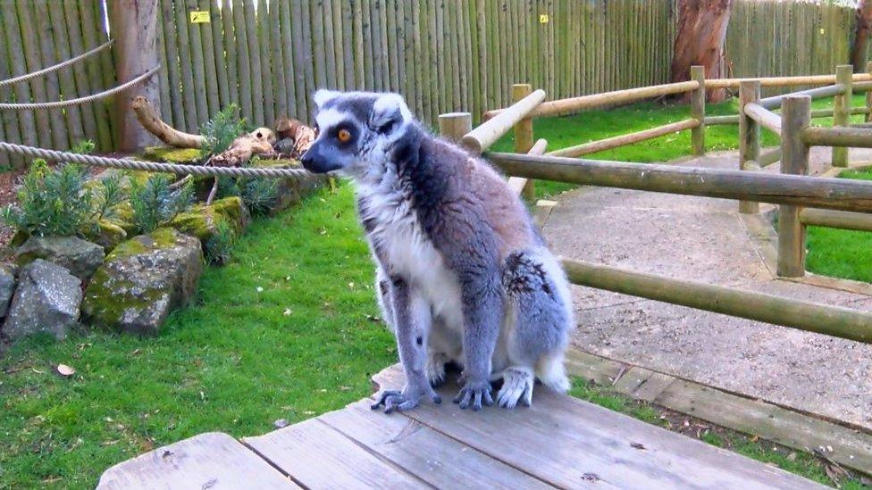 Lemur