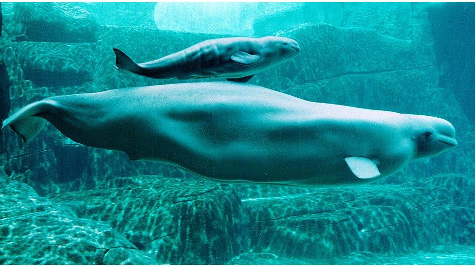 Beluga whale Aurora from the Vancouver Aquarium.