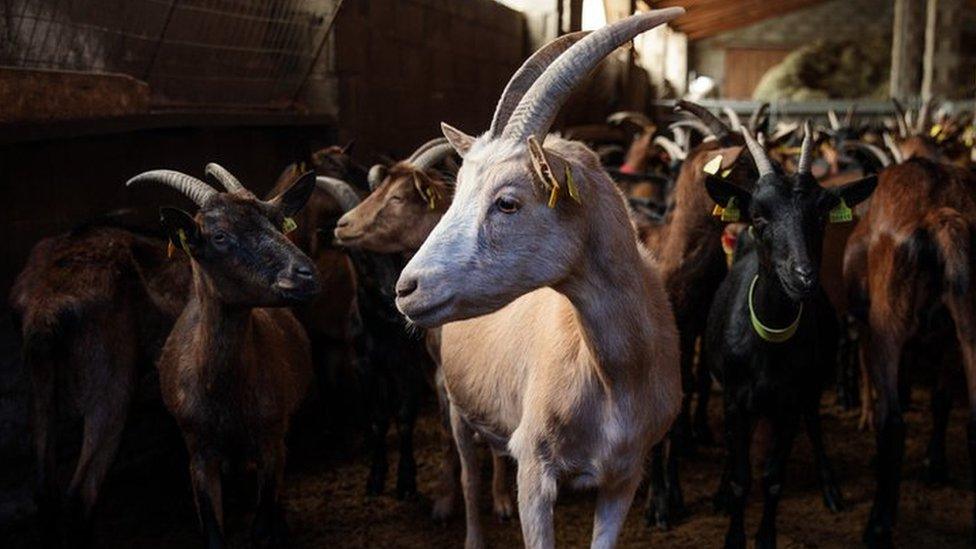 Goats stand in a farm before being taken out graze in the mountains on 25 October 2017 in Gavas, Spain