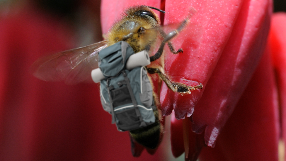 Mock-up of bee carrying a backpack