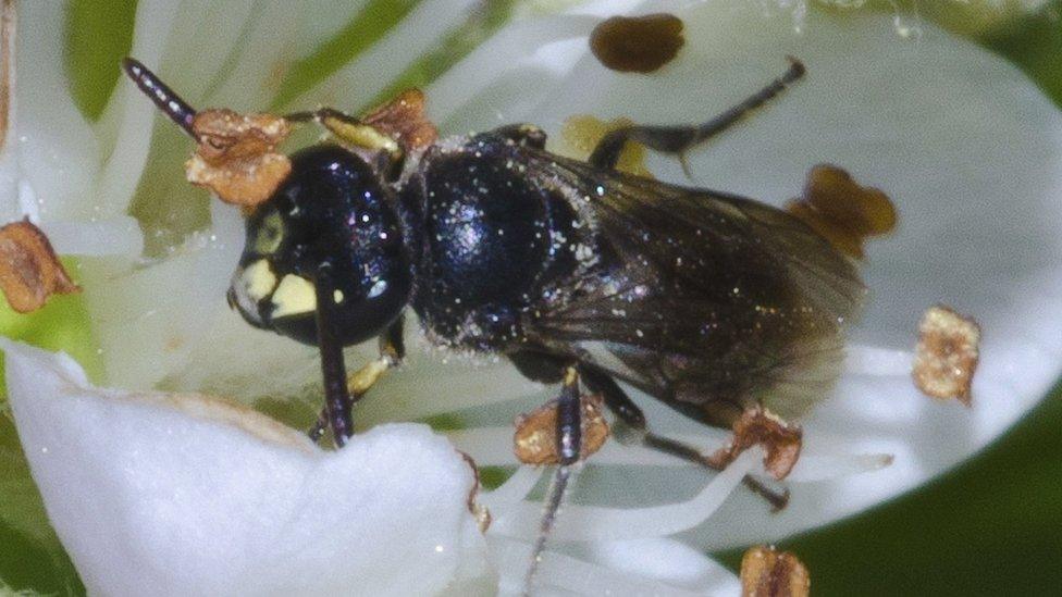 A yellow-faced bee in Hawaii. (Picture provided by John Kaia)