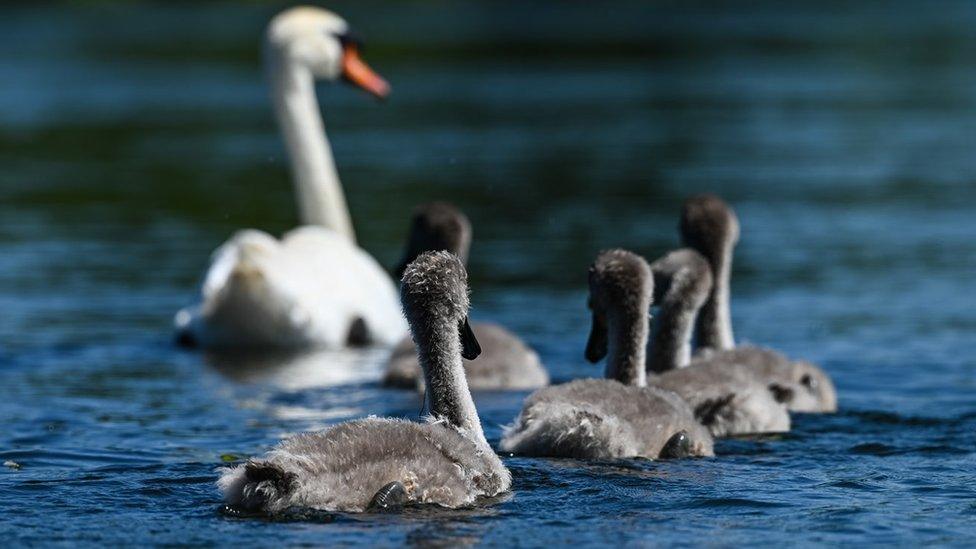 swan and cygnets