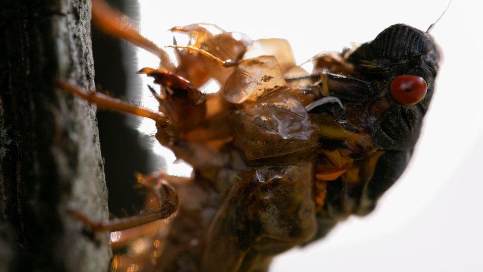 cicada coming out of its shell